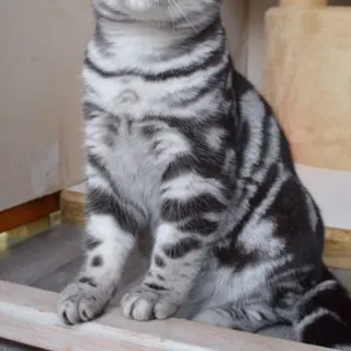 Ảnh giống American Shorthair