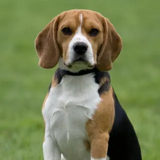 Ảnh giống Beagle