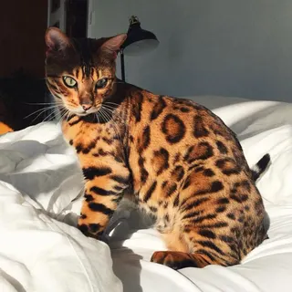 Ảnh giống Bengal