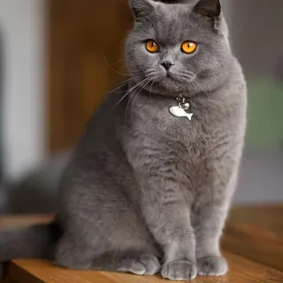 Ảnh giống British Shorthair
