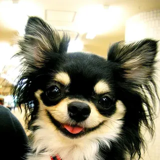 Ảnh giống Chihuahua