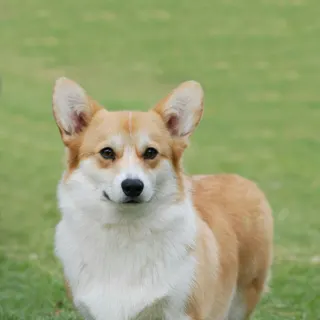 Ảnh giống Pembroke Welsh Corgi