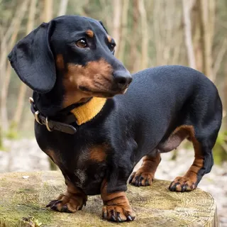 Ảnh giống Dachshund
