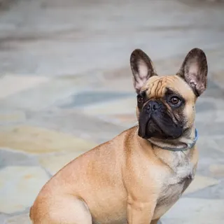 Ảnh giống French Bulldog