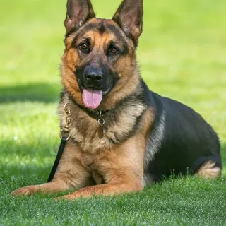 Ảnh giống German Shepherd