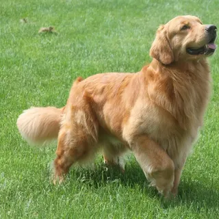 Ảnh giống Golden Retriever