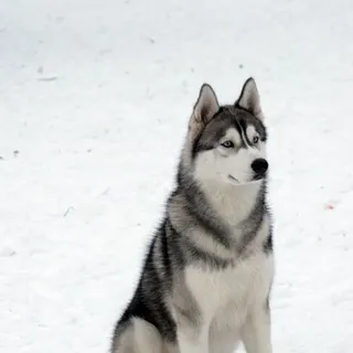 Ảnh giống Siberian Husky