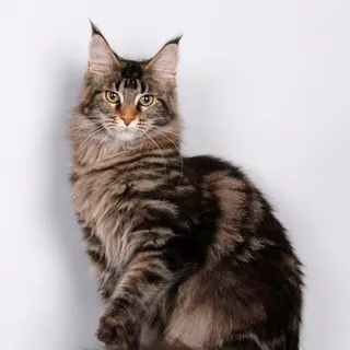 Ảnh giống Maine Coon