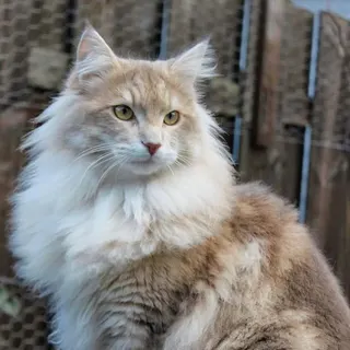 Ảnh giống Norwegian Forest Cat