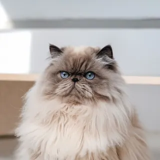 Ảnh giống Persian