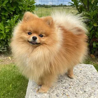 Ảnh giống Pomeranian