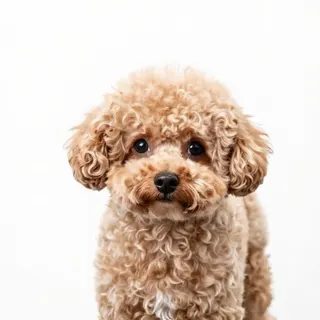 Ảnh giống Toy Poodle