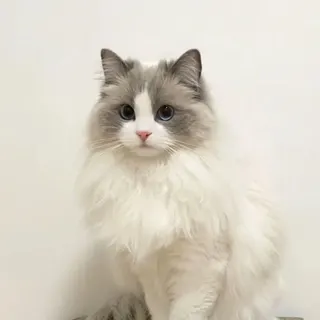 Ảnh giống Ragdoll