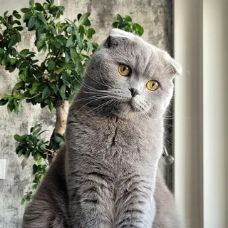 Ảnh giống Scottish Fold