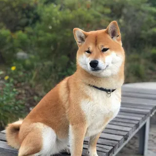 Ảnh giống Shiba Inu