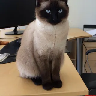 Ảnh giống Siamese